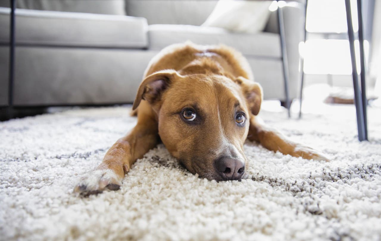 Keeping a Clean Home With Dogs When You Live in the Country
